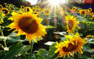 Qualité de Vie au Travail Nouveaux droits